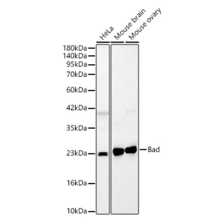 Western Blot - Anti-Bad Antibody (A329144) - Antibodies.com