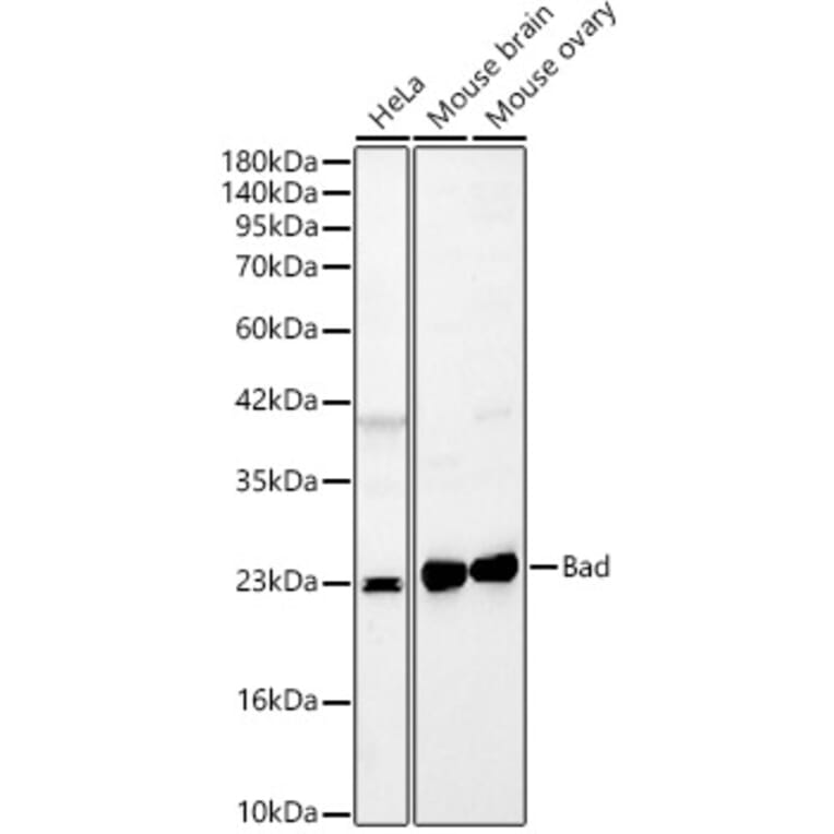 Western Blot - Anti-Bad Antibody (A329144) - Antibodies.com