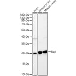 Western Blot - Anti-Bad Antibody (A329144) - Antibodies.com