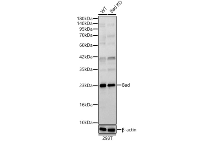 Western Blot - Anti-Bad Antibody (A329144) - Antibodies.com