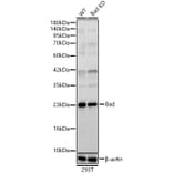 Western Blot - Anti-Bad Antibody (A329144) - Antibodies.com