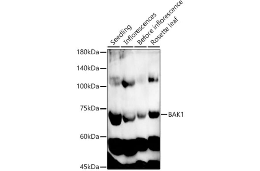 Western Blot - Anti-BAK1 Antibody (A329145) - Antibodies.com