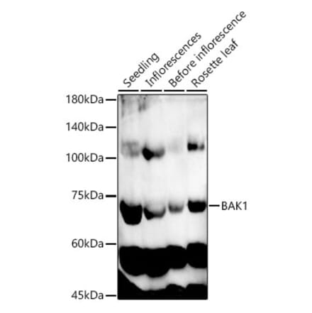 Western Blot - Anti-BAK1 Antibody (A329145) - Antibodies.com