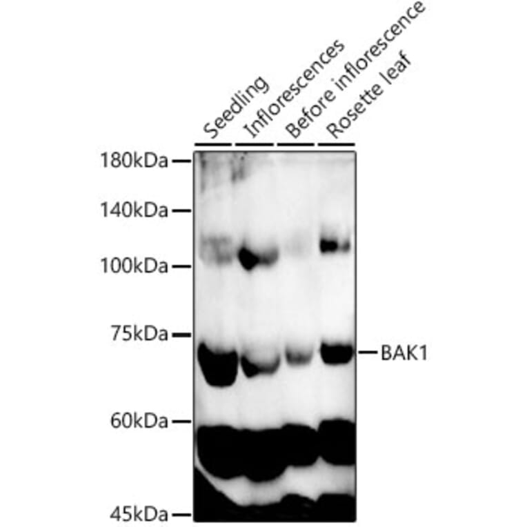 Western Blot - Anti-BAK1 Antibody (A329145) - Antibodies.com