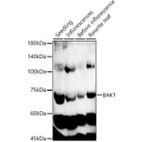 Western Blot - Anti-BAK1 Antibody (A329145) - Antibodies.com