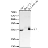 Western Blot - Anti-Bcl-2 Antibody (A329147) - Antibodies.com