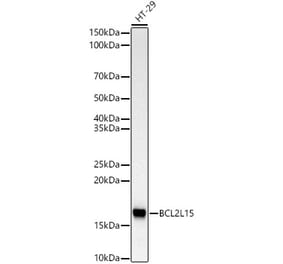 Western Blot - Anti-BCL2L15 Antibody [ARC3078] (A329148) - Antibodies.com