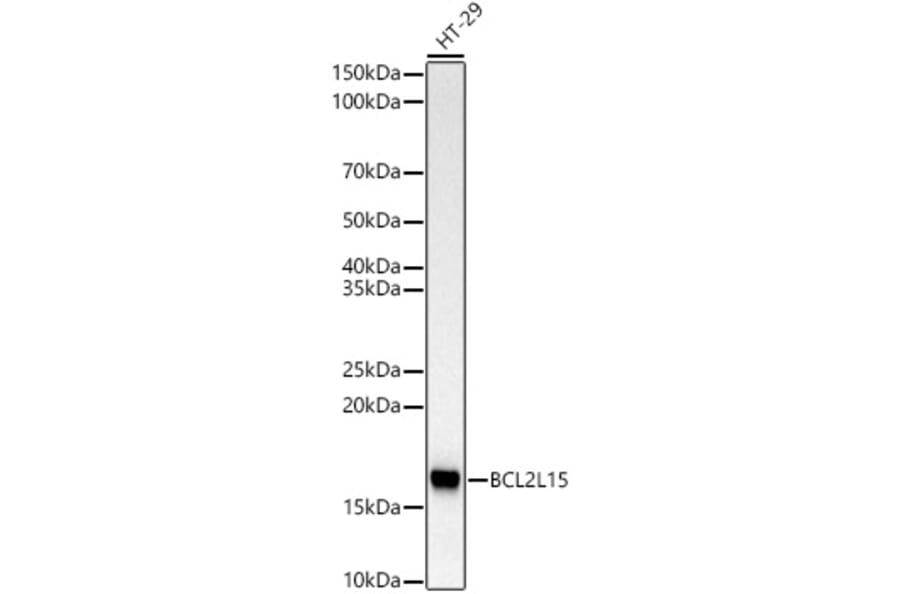 Western Blot - Anti-BCL2L15 Antibody [ARC3078] (A329148) - Antibodies.com