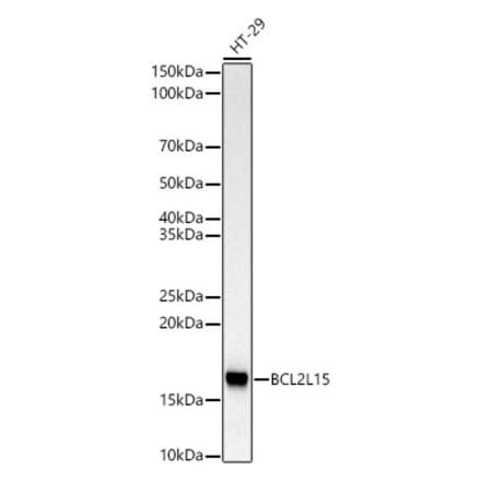 Western Blot - Anti-BCL2L15 Antibody [ARC3078] (A329148) - Antibodies.com