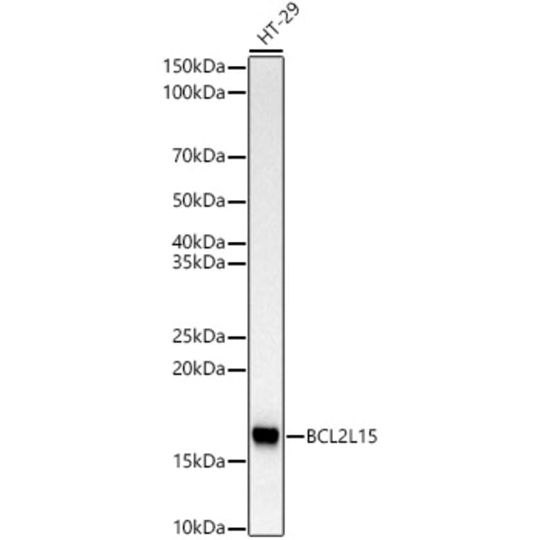 Western Blot - Anti-BCL2L15 Antibody [ARC3078] (A329148) - Antibodies.com