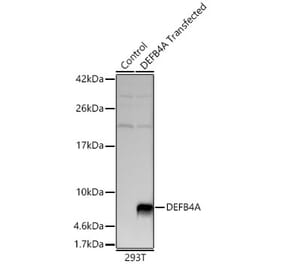 Western Blot - Anti-beta 2 Defensin Antibody (A329151) - Antibodies.com