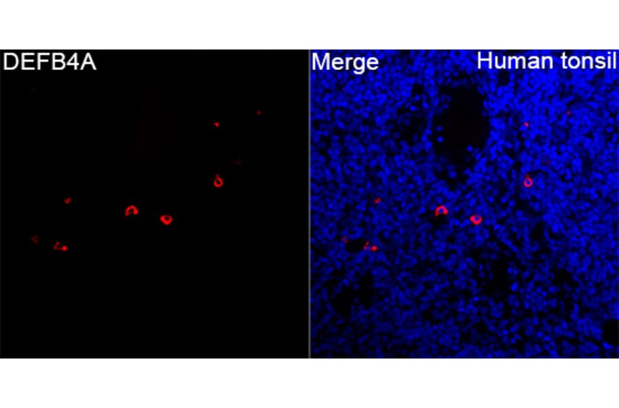 Immunofluorescence - Anti-beta 2 Defensin Antibody (A329151) - Antibodies.com