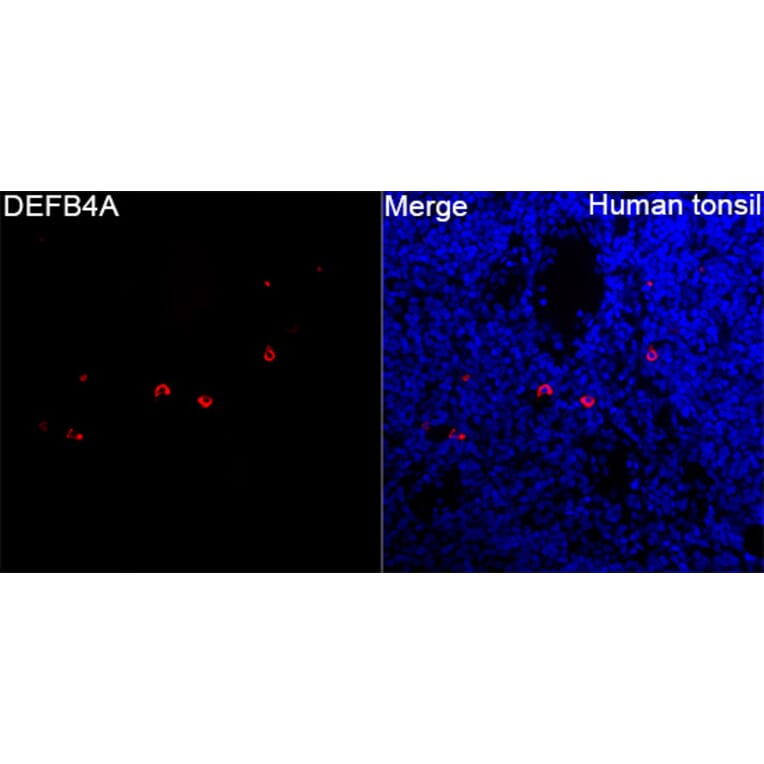 Immunofluorescence - Anti-beta 2 Defensin Antibody (A329151) - Antibodies.com