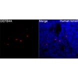Immunofluorescence - Anti-beta 2 Defensin Antibody (A329151) - Antibodies.com