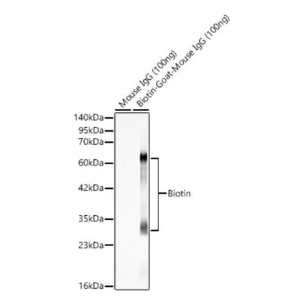 Western Blot - Anti-Biotin Antibody (A329152) - Antibodies.com