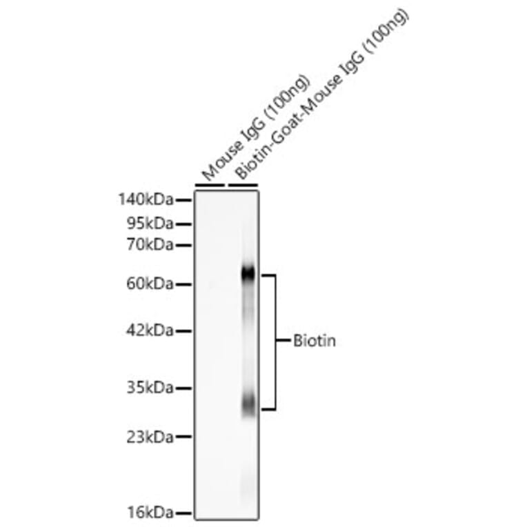 Western Blot - Anti-Biotin Antibody (A329152) - Antibodies.com