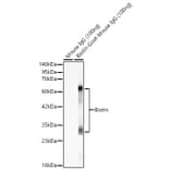 Western Blot - Anti-Biotin Antibody (A329152) - Antibodies.com