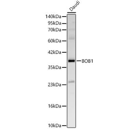 Western Blot - Anti-BOB1 Antibody (A329153) - Antibodies.com