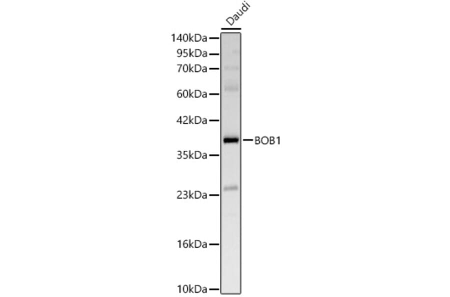 Western Blot - Anti-BOB1 Antibody (A329153) - Antibodies.com