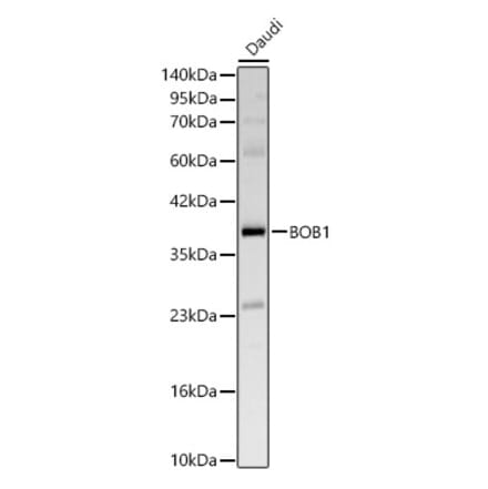 Western Blot - Anti-BOB1 Antibody (A329153) - Antibodies.com