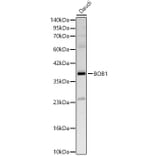 Western Blot - Anti-BOB1 Antibody (A329153) - Antibodies.com