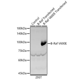 Western Blot - Anti-BRAF Antibody (A329154) - Antibodies.com