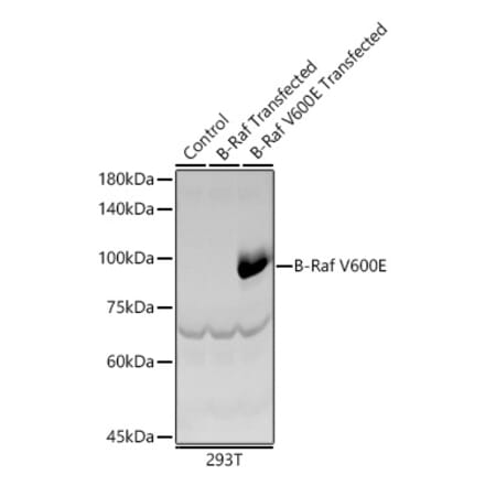 Western Blot - Anti-BRAF Antibody (A329154) - Antibodies.com