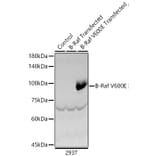 Western Blot - Anti-BRAF Antibody (A329154) - Antibodies.com