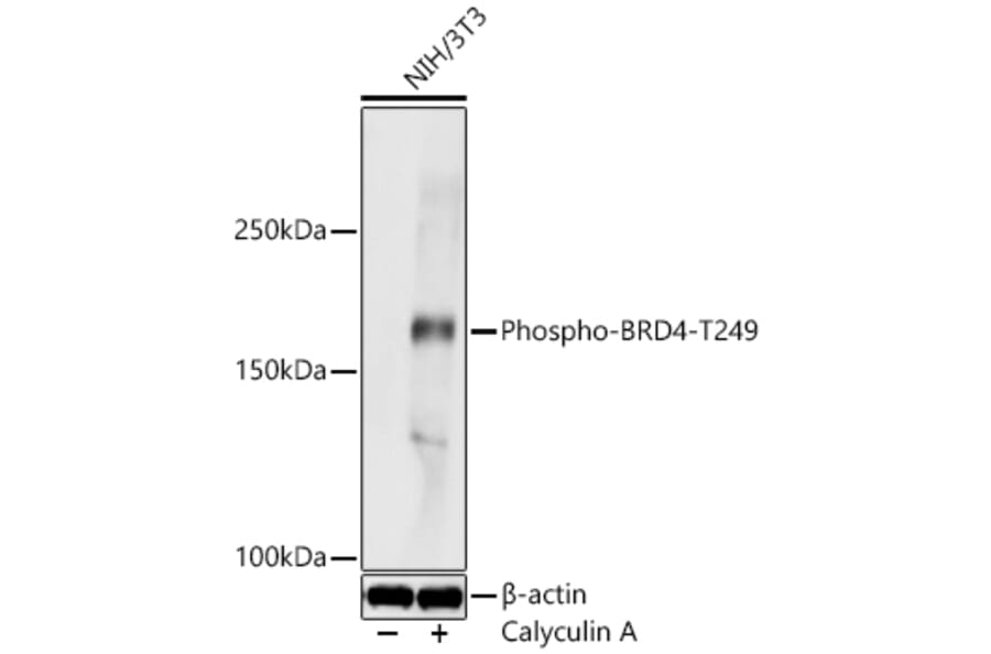 Western Blot - Anti-BRD4 (Phospho T249) Antibody (A329155) - Antibodies.com