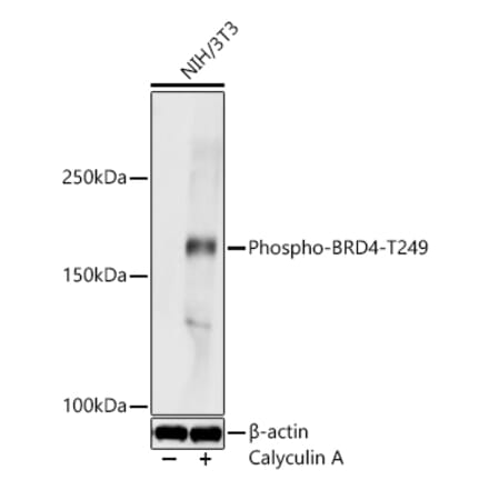 Western Blot - Anti-BRD4 (Phospho T249) Antibody (A329155) - Antibodies.com