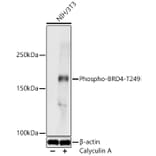 Western Blot - Anti-BRD4 (Phospho T249) Antibody (A329155) - Antibodies.com