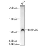 Western Blot - Anti-BRIP1 Antibody (A329156) - Antibodies.com