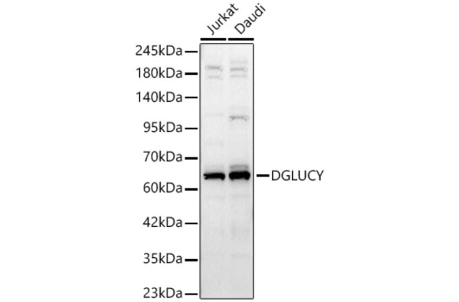Western Blot - Anti-C14orf159 Antibody (A329161) - Antibodies.com
