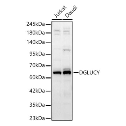 Western Blot - Anti-C14orf159 Antibody (A329161) - Antibodies.com