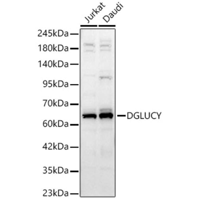 Western Blot - Anti-C14orf159 Antibody (A329161) - Antibodies.com