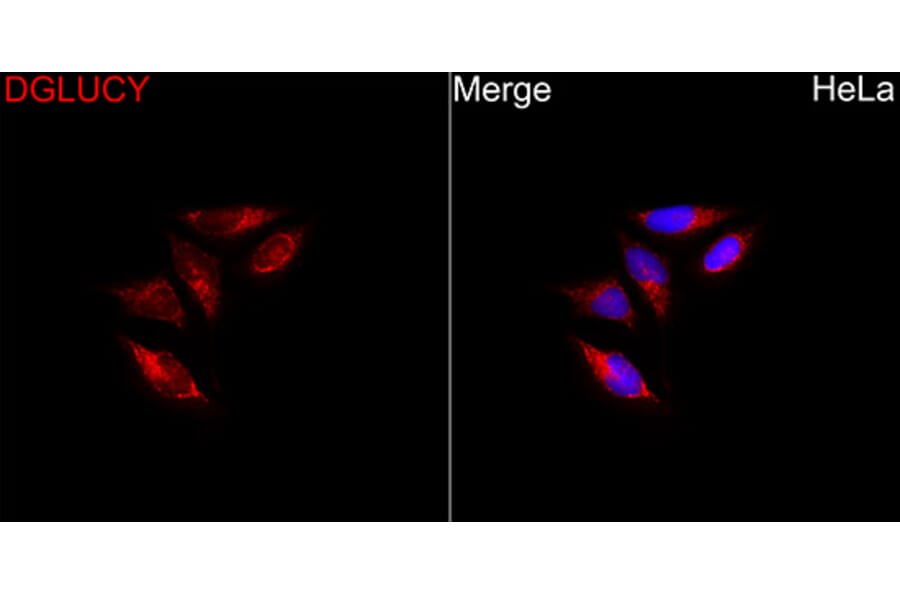 Immunofluorescence - Anti-C14orf159 Antibody (A329161) - Antibodies.com