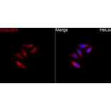 Immunofluorescence - Anti-C14orf159 Antibody (A329161) - Antibodies.com