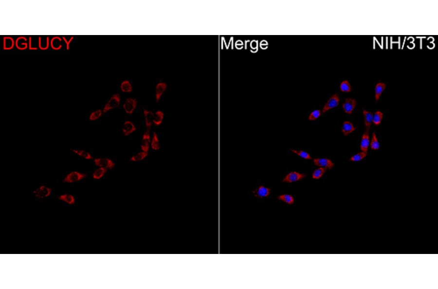 Immunofluorescence - Anti-C14orf159 Antibody (A329161) - Antibodies.com