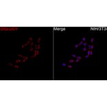 Immunofluorescence - Anti-C14orf159 Antibody (A329161) - Antibodies.com