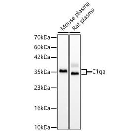 Western Blot - Anti-C1QA Antibody (A329162) - Antibodies.com