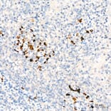 Immunohistochemistry - Anti-C1QA Antibody (A329162) - Antibodies.com