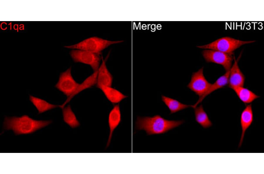Immunofluorescence - Anti-C1QA Antibody (A329162) - Antibodies.com