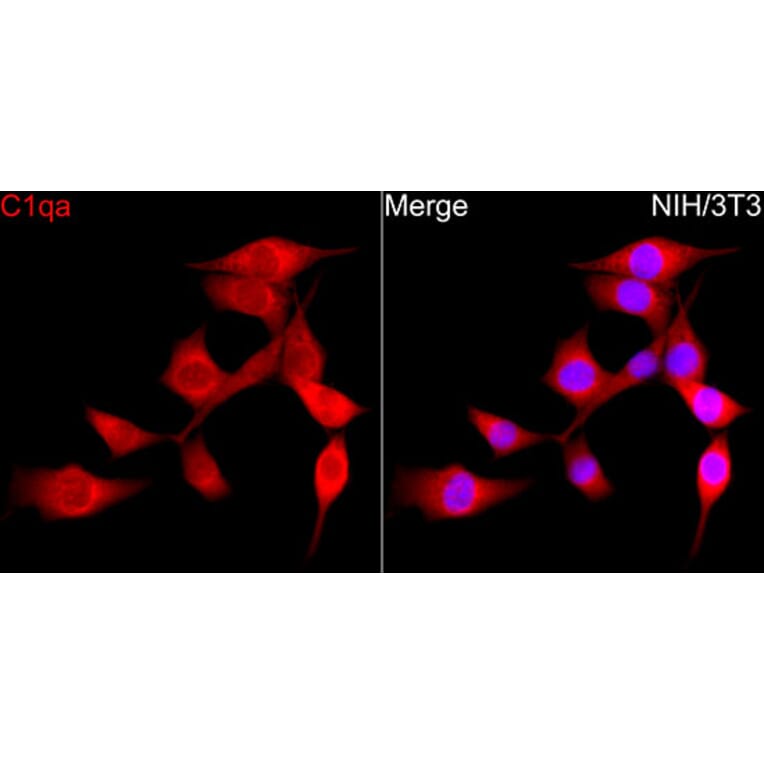 Immunofluorescence - Anti-C1QA Antibody (A329162) - Antibodies.com