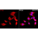 Immunofluorescence - Anti-C1QA Antibody (A329162) - Antibodies.com
