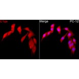 Immunofluorescence - Anti-C1QA Antibody (A329162) - Antibodies.com