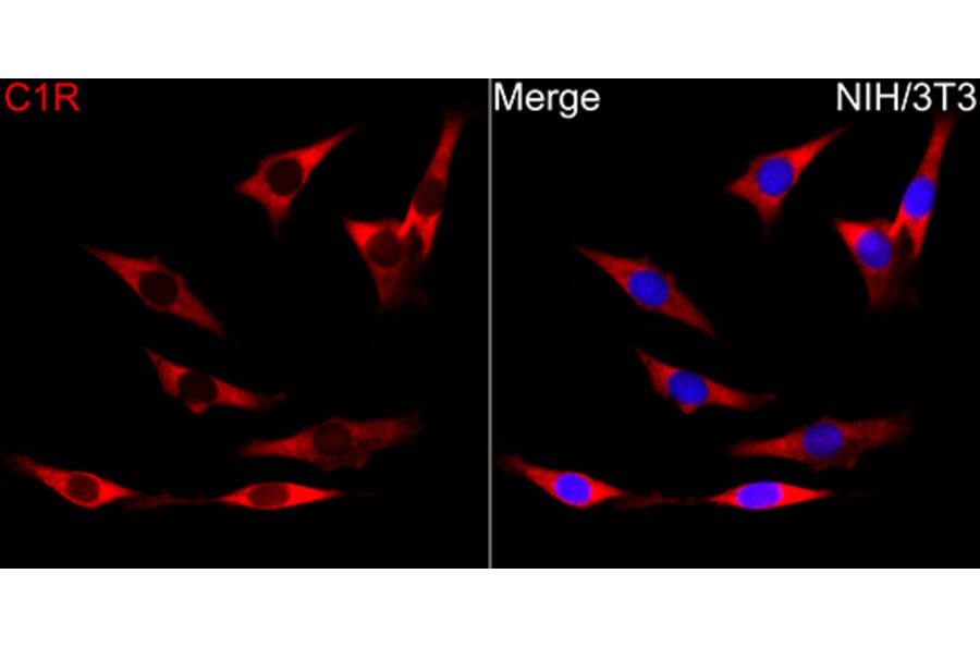 Immunofluorescence - Anti-C1R Antibody (A329163) - Antibodies.com
