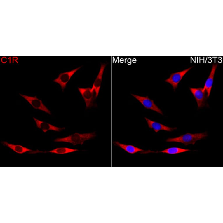 Immunofluorescence - Anti-C1R Antibody (A329163) - Antibodies.com