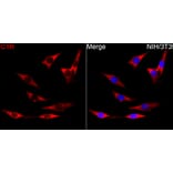 Immunofluorescence - Anti-C1R Antibody (A329163) - Antibodies.com