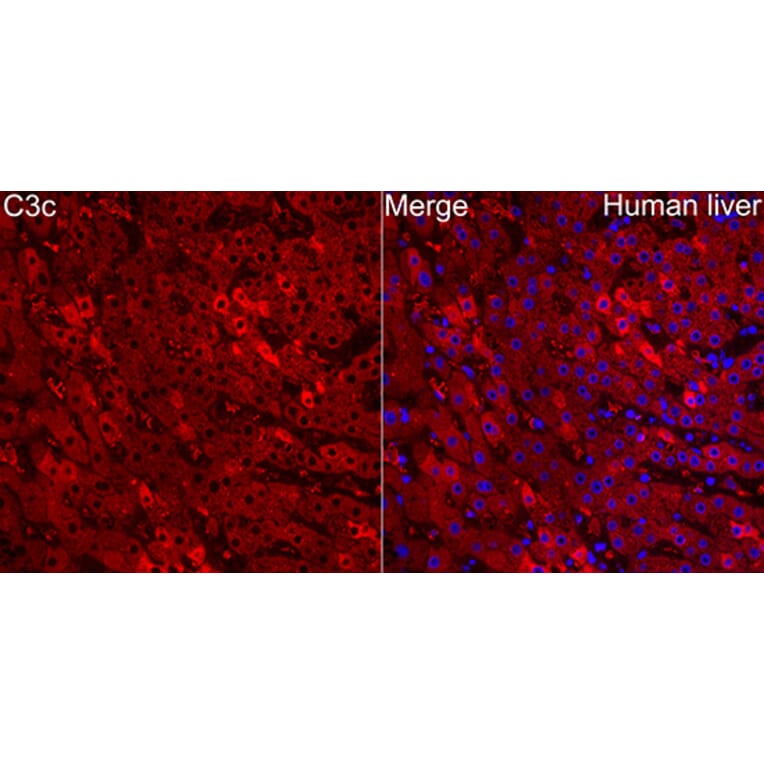 Immunofluorescence - Anti-C3 Antibody (A329164) - Antibodies.com
