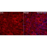 Immunofluorescence - Anti-C3 Antibody (A329164) - Antibodies.com